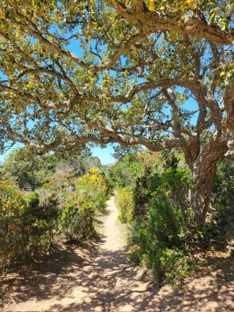 BandB les rosiers - chambre Garance Bed and Breakfast in Zonza