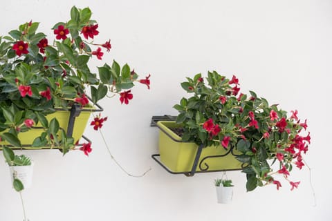 Confortevole e fresco seminterrato Apartment in Siniscola