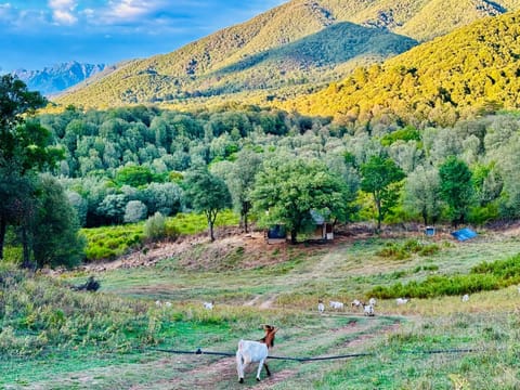 Lodge A NASSA Luxury tent in Corsica