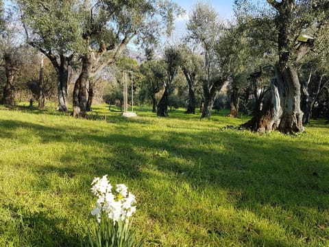Spring, Day, Natural landscape, Garden, View (from property/room), Garden view
