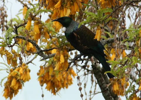 Villa Russell Bed and Breakfast in Northland