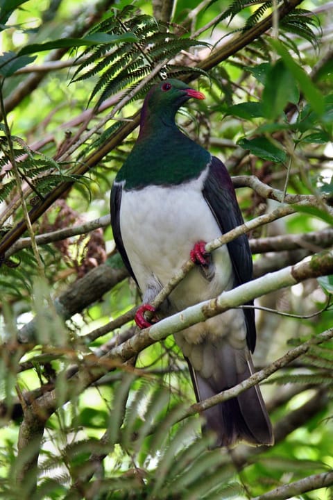 Villa Russell Bed and Breakfast in Northland