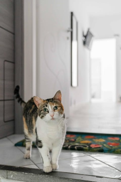 Pets