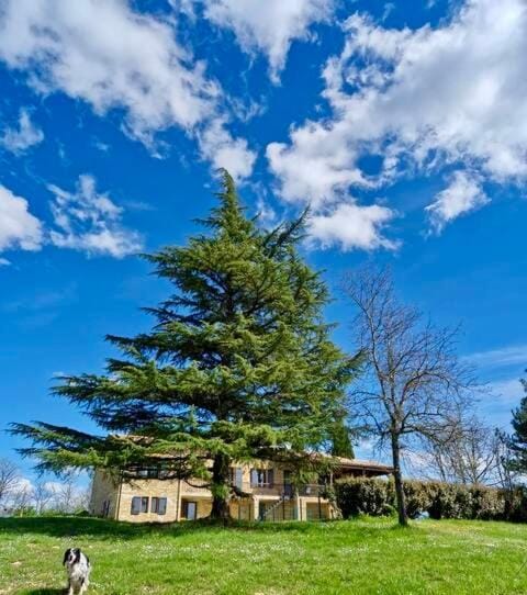 Natural landscape, Pets, Garden view