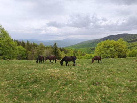 Day, Natural landscape, Horse-riding, Animals, Mountain view