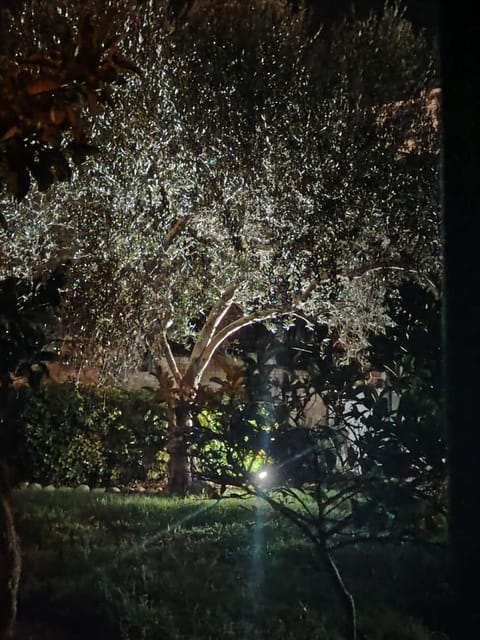 Night, Natural landscape, Garden, Garden view