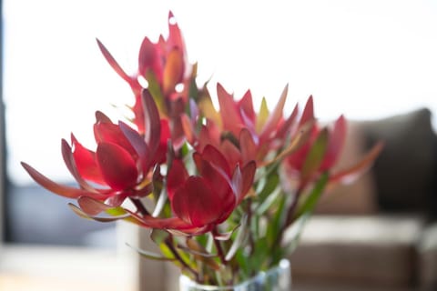 Georges Bay Luxury House in St Helens