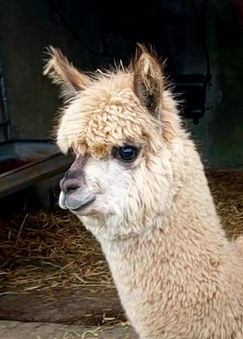 Ballyhoura Farm Escape Experience with Alpacas & Fairy Forest Vacation rental in County Limerick