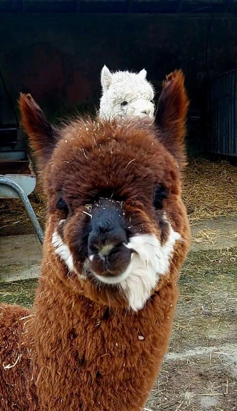 Ballyhoura Farm Escape Experience with Alpacas & Fairy Forest Vacation rental in County Limerick