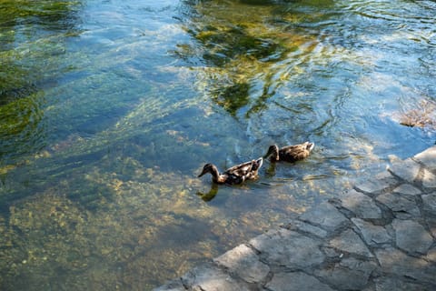 Natural landscape, River view