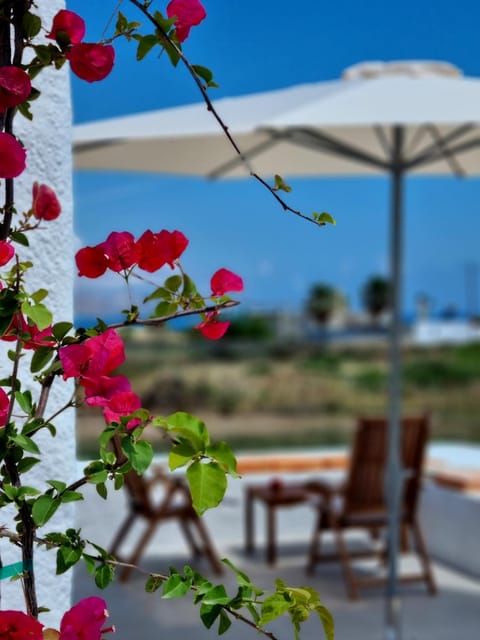 Natural landscape, Garden, Garden view, sunbed