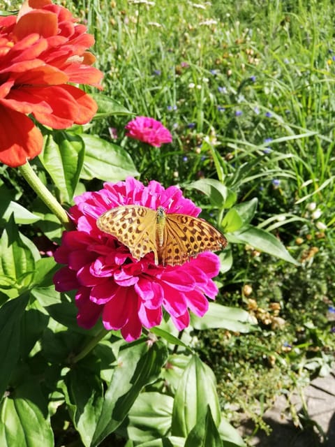 Garden, Mountain view