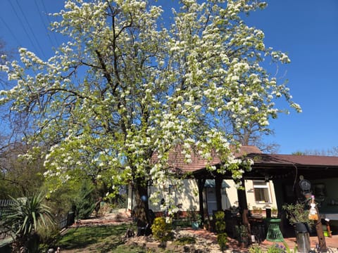 Property building, Spring, Garden, Garden view