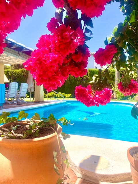 Garden, Garden view, Pool view, Swimming pool, sunbed