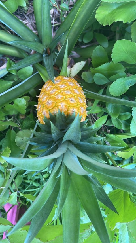 Cardoza family Bed and Breakfast in North Lauderdale