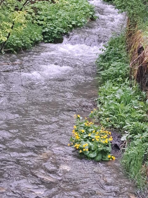 MountainSpring Apartment in Friuli-Venezia Giulia