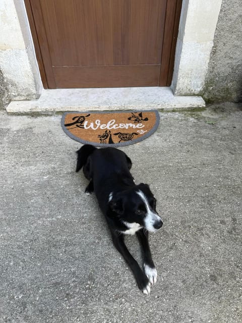 Text overlay, Pets, Pets, Pets, pet friendly, pet friendly