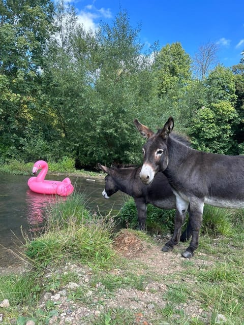 Goldings Farm yurt Tent firepit bbq activities Campground/ 
RV Resort in Hertford