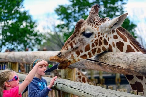 Kings Overlook Epic Retreat w Pikes Peak Views House in Old Colorado City