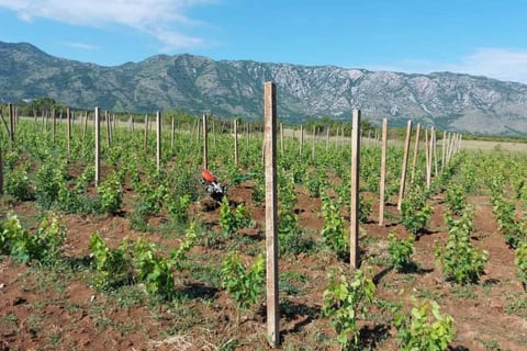 Pojata Apartment in Dubrovnik-Neretva County