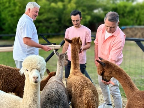 People, Animals, group of guests