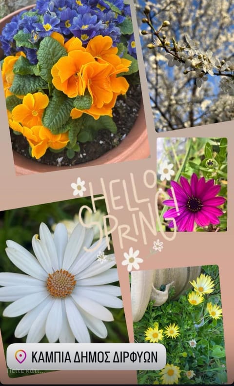 Chalet Dirfys - Escape in the heart of Evia Chalet in Euboea