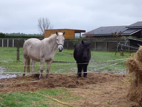 Animals