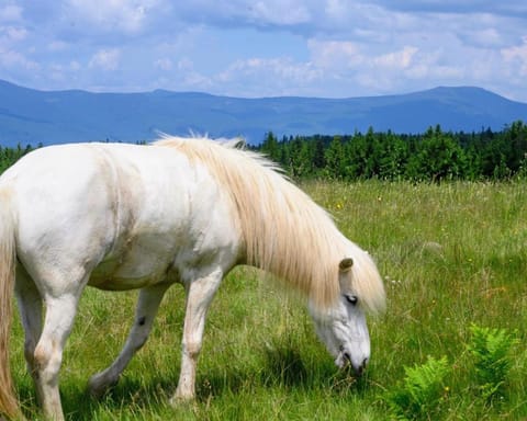 Horse-riding