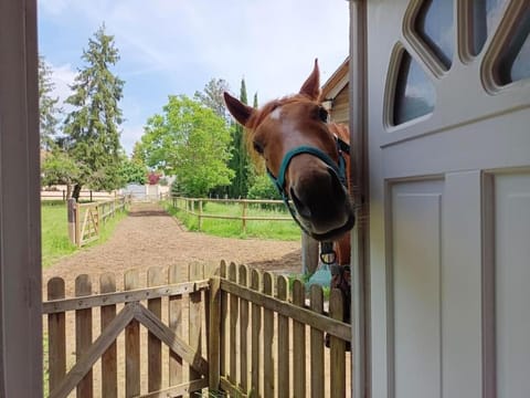 Ravissante maisonnette House in Île-de-France