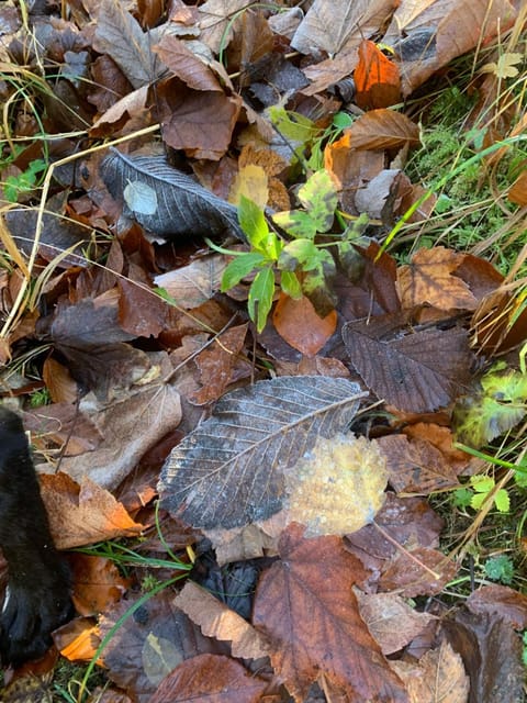 SeelenbaumlerIn Vacation rental in Schliersee