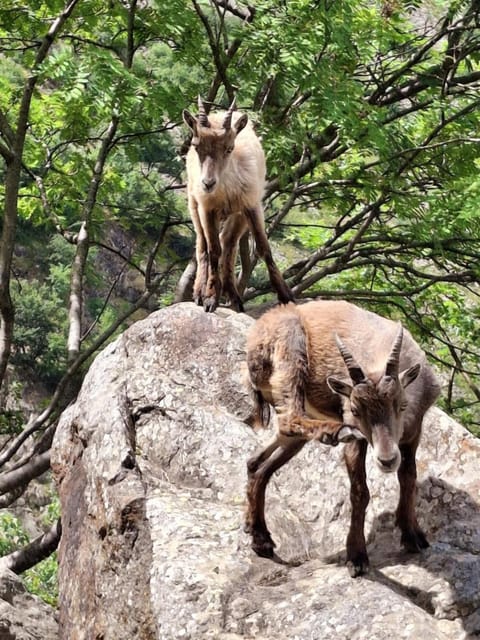 Animals