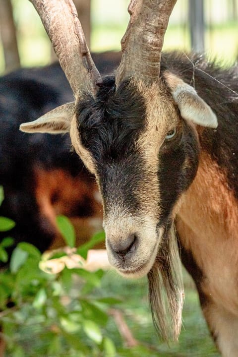 Lemonade Acres, Country Charm Made Convenient! House in Florida