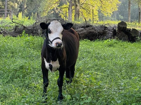 Lemonade Acres, Country Charm Made Convenient! House in Florida