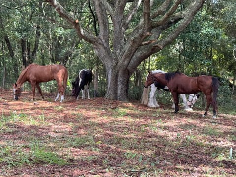 Lemonade Acres, Country Charm Made Convenient! House in Florida