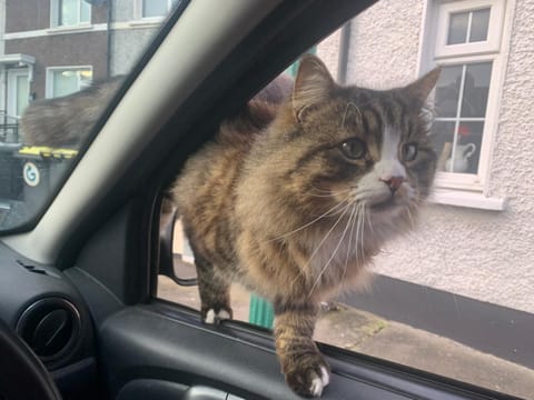 Pets, Pets, pet friendly, pet friendly