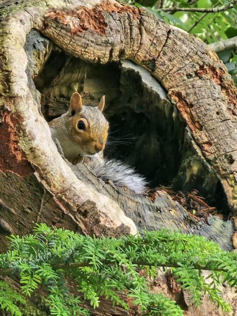 Bryn Cnocell House in Trawsfynydd