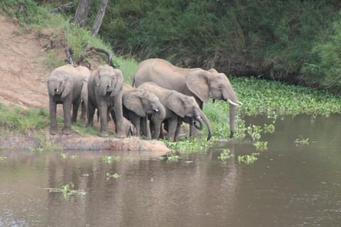 Natural landscape, Animals, River view, River view