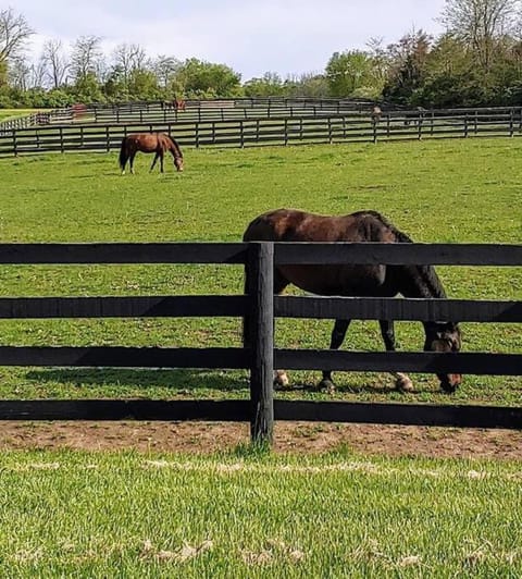 102 Acre Pet Friendly Horse Farm! Bring your horse too! Apartment in Ohio