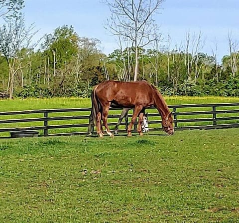 102 Acre Pet Friendly Horse Farm! Bring your horse too! Apartment in Ohio