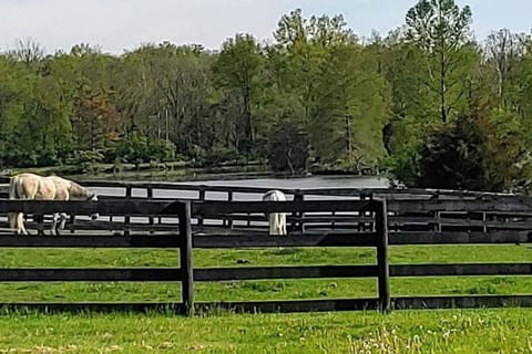 102 Acre Pet Friendly Horse Farm! Bring your horse too! Apartment in Ohio