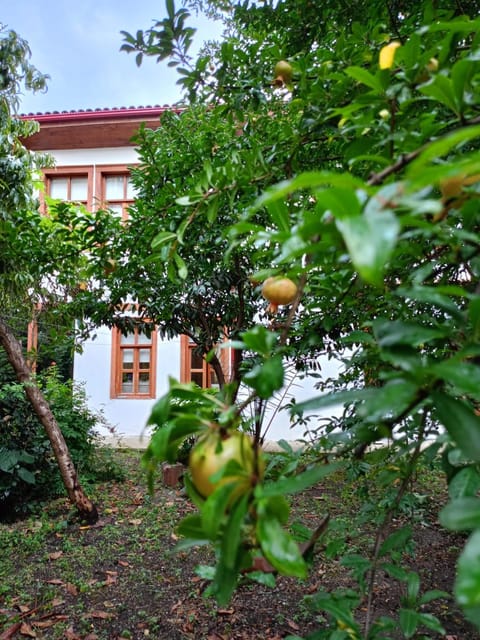 Garden, Garden, Garden view