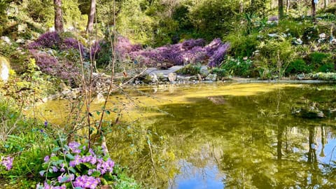Garden, Beach, Garden view