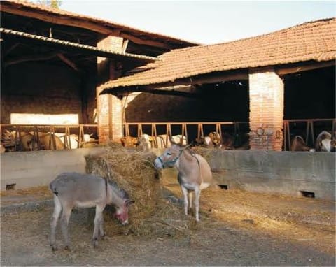 Day, Animals, Inner courtyard view