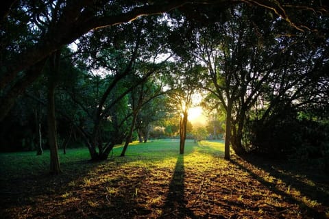 Garden view