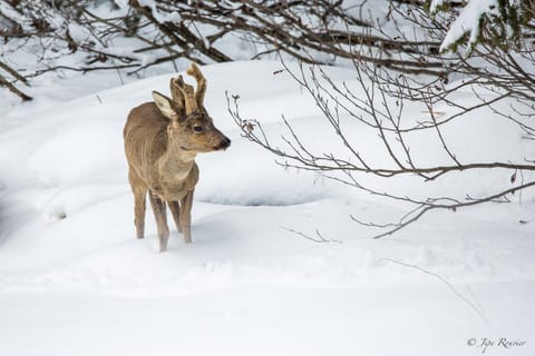 Winter, Other, Animals