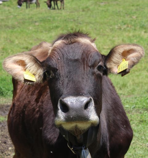 Agriturismo al Marter Farm Stay in Ledro