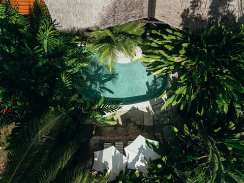 Garden, Pool view, Swimming pool