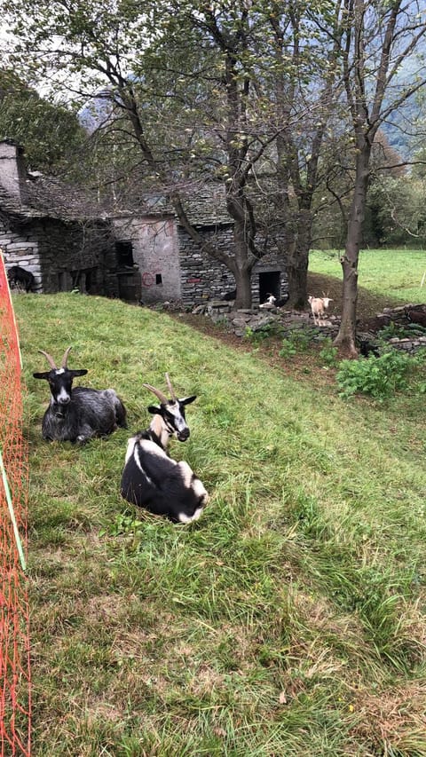 Rustico Lucia Country House in Canton of Ticino
