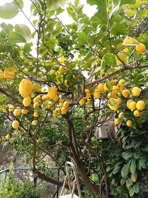 Lemon Apartment Monterosso - 5 Terre Apartment in Monterosso al Mare