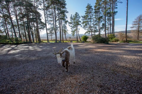 Garden view, Mountain view